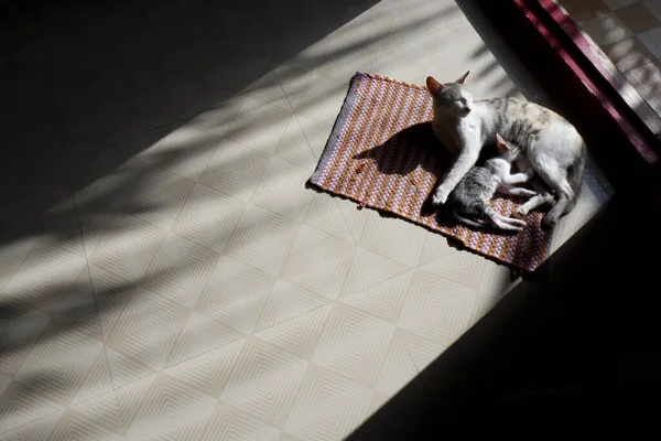 Close Gato Com Gatinho — Fotografia de Stock