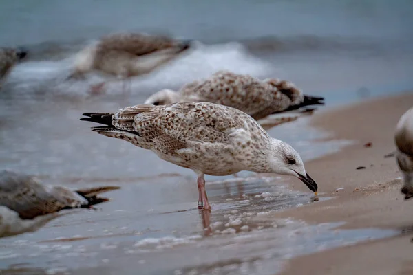 Gros Plan Goéland Argenté Sur Sable Côte — Photo