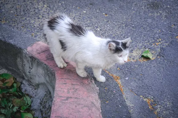 Tiro Close Gato Uma Borda Pintada Uma Rua Olhando Para — Fotografia de Stock