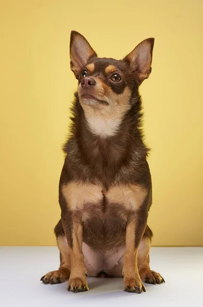 Eine Nahaufnahme Eines Braunen Niedlichen Chihuahua Auf Gelbem Hintergrund Der — Stockfoto