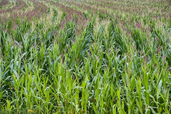 Closeup Field Corn Farm — Stock Photo, Image