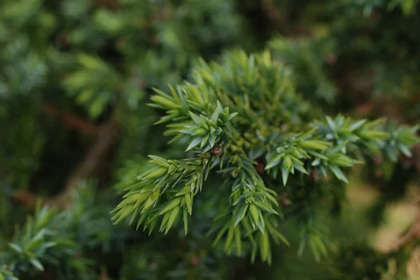 Selektiv Närbild Juniper Växtgrenar — Stockfoto