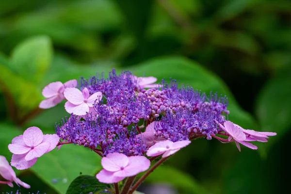 大きな葉に囲まれた庭で育つ山紫陽花のクローズアップ — ストック写真