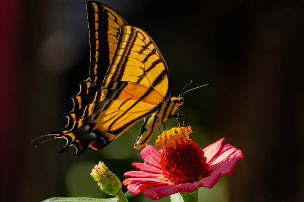 Een Prachtig Shot Van Een Vlinder Een Bloem Een Tuin — Stockfoto