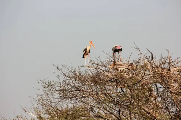 Close Cegonhas Pintadas Aninhadas Uma Árvore Nua Parque Nacional Keoladeo — Fotografia de Stock