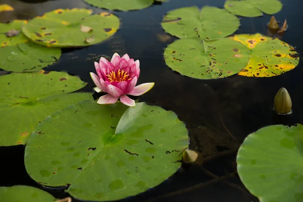 Güzel Hint Lotusu Nelumbo Nucifera Gölette Bitkisi — Stok fotoğraf