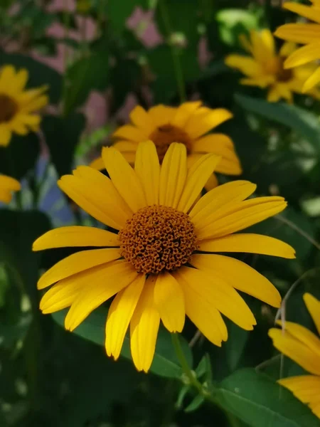 Крупный План Красивых Подсолнухов Heliopsis Helianthoides Саду — стоковое фото