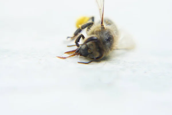 Martwa Pszczoła Odizolowana Białym Tle Wolną Przestrzenią Dla Texu — Zdjęcie stockowe