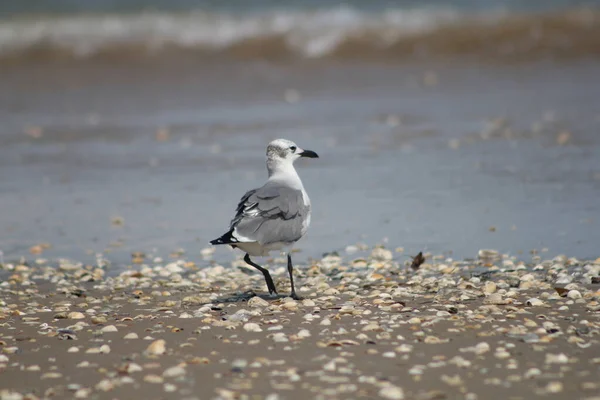 Primer Plano Una Gaviota Orilla Del Mar Bajo Luz Del — Foto de Stock