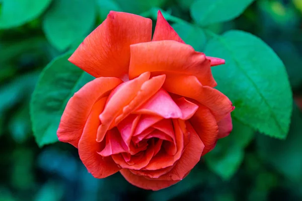 Primo Piano Una Rosa Rossa Con Belle Foglie Verdi — Foto Stock