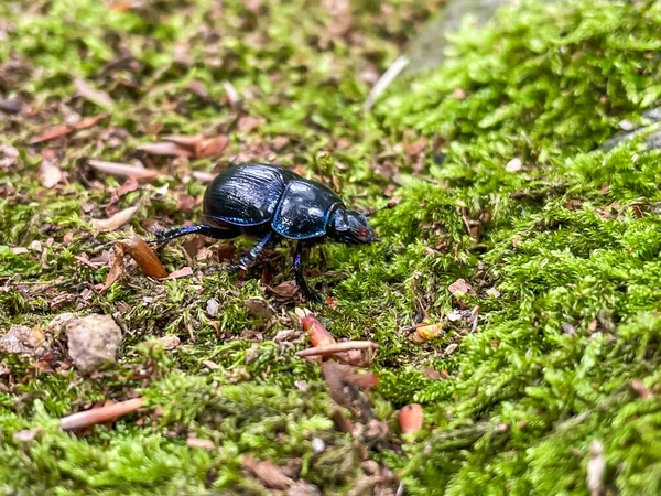 Closeup Forest Beetle Sitting Tree Moss — Stock Photo, Image