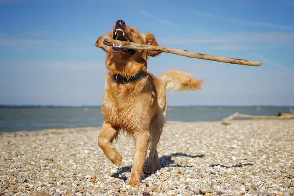 Seekor Anjing Retriever Emas Yang Menggemaskan Bermain Pantai Pada Hari — Stok Foto