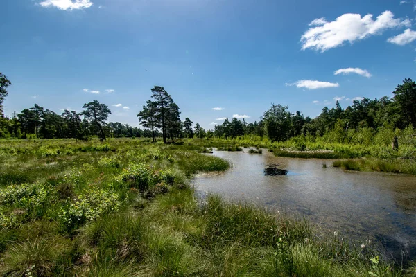 Een Vijver Meer Veroverd Een Zonnige Dag — Stockfoto