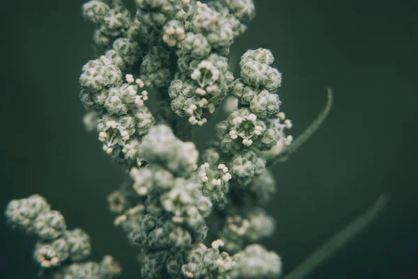 Белый Chenopodium Цветы Изолированы Темном Фоне Свободным Местом Текста — стоковое фото