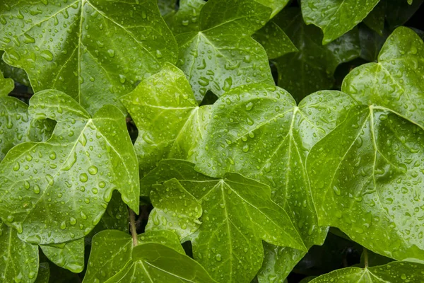 Een Close Shot Van Waterdruppels Groene Bladeren — Stockfoto