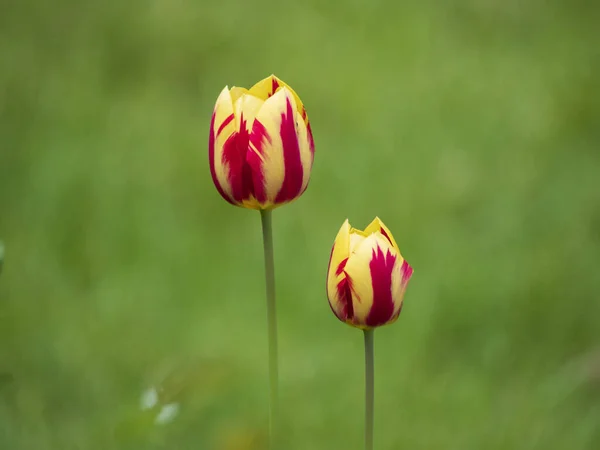 Een Close Shot Van Kleurrijke Tulpen Buiten Een Wazige Achtergrond — Stockfoto