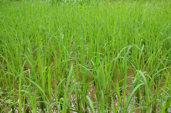 Close Bando Plantas Verdes Maduras Paddy Crescendo Fazenda Água — Fotografia de Stock