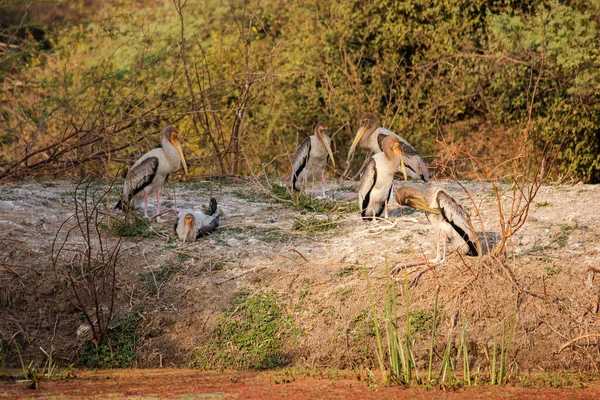 Grupo Cegonhas Pintadas Parque Nacional Keoladeo Bharatpur Rajastão Índia — Fotografia de Stock
