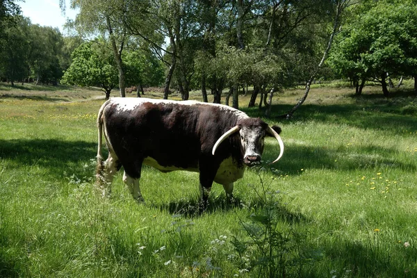 Tiro Una Vaca Marrón Con Cuernos Largos Pie Campo Cubierto — Foto de Stock