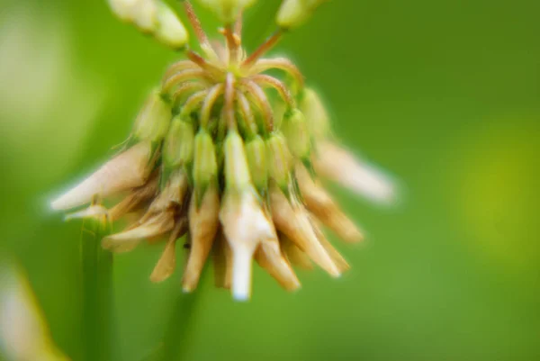 Fading Clover Flowers Green Background — Stock Photo, Image