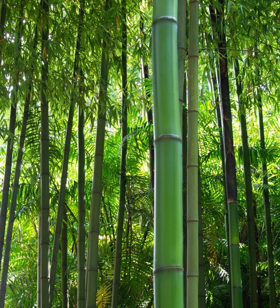 Tiro Vertical Troncos Bambu Jardim Botânico Porto Portugal — Fotografia de Stock