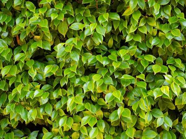 Gyönyörű Zöld Levelek Közelsége Egy Fényes Nyári Napon — Stock Fotó