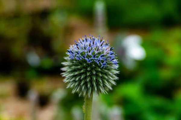 Primer Plano Una Planta Cardo Globo Que Crece Jardín — Foto de Stock