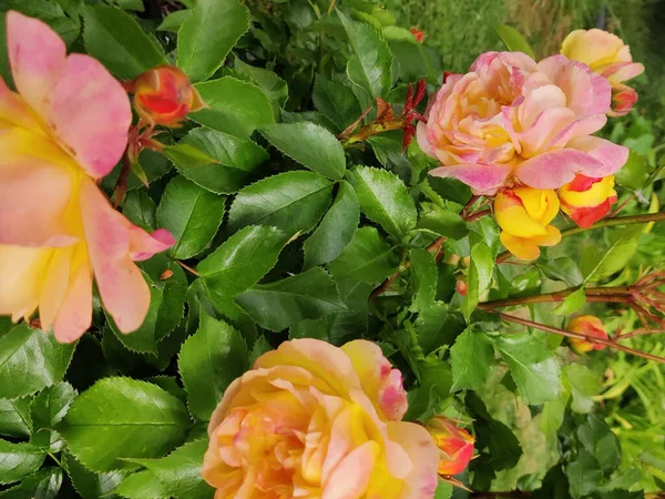 Las Flores Brillantes Agradables Jardín — Foto de Stock