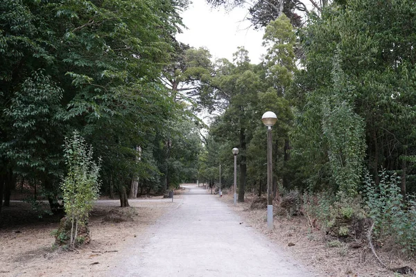 Ein Pfad Grünen Wald Einem Sonnigen Tag — Stockfoto