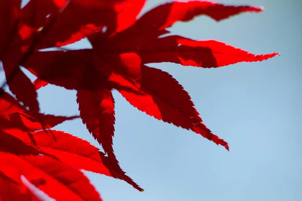 Closeup Shot Branches Beautiful Japanese Maple Tree Blurred Background — Stock Photo, Image