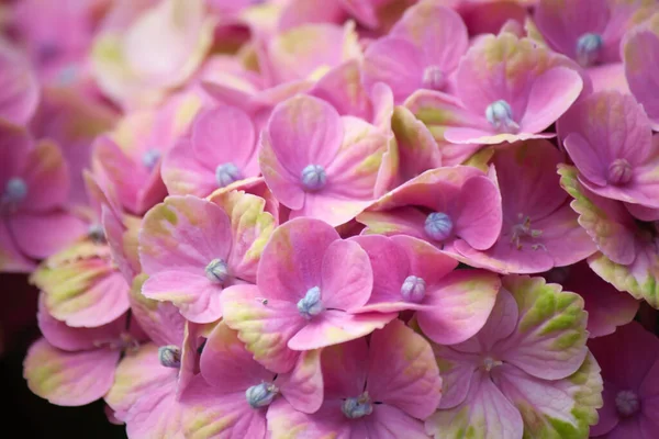 Высокоугольный Снимок Цветка Гортензии Розовыми Желтыми Лепестками — стоковое фото