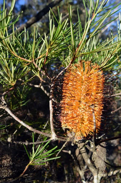 Vertikální Snímek Banksia Spinulosa Keř Banksia Jezera Wentworth Falls Modrých — Stock fotografie