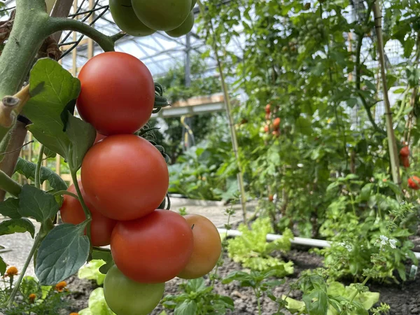 Tiro Seletivo Foco Tomates Maduros Verdes Que Crescem Estufa — Fotografia de Stock