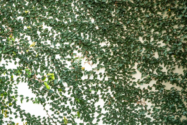 Közelkép Egy Fehér Falról Zöld Hegymászó Növényekkel Háttérnek — Stock Fotó