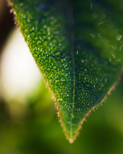 Gros Plan Vertical Une Feuille Verte — Photo