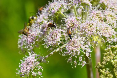 A selective focus shot of leptura on a yarrow clipart