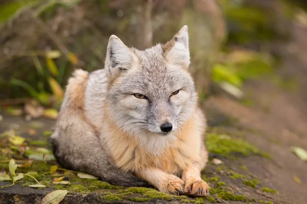 Nahaufnahme Eines Schönen Korsakenfuchses Der Wald Liegt — Stockfoto