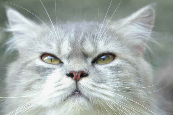 Gato Cinza Com Olhos Amarelos Rosto Inteligente Fundo Borrado — Fotografia de Stock