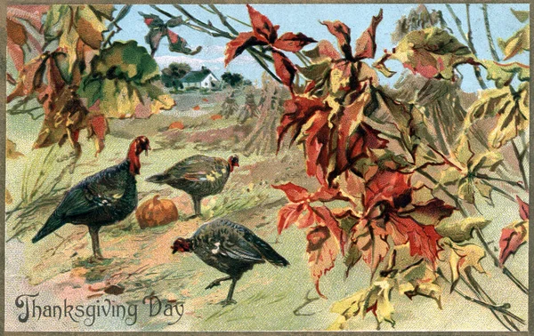 Illustration Wild Turkeys Field Vintage Thanksgiving Theme Postcard — Stock Photo, Image