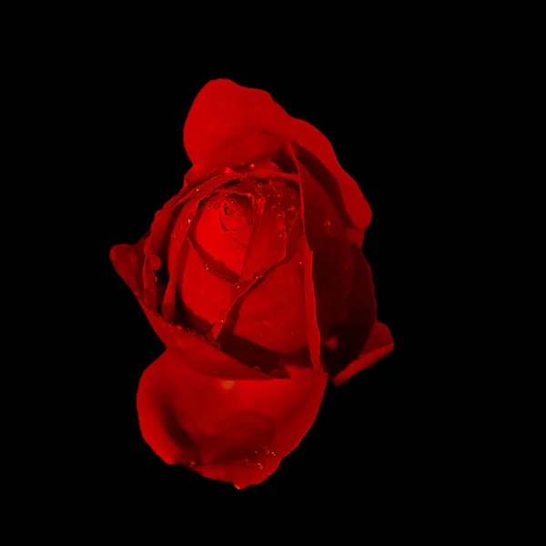 Een Rode Roos Met Dauwdruppels Een Zwarte Achtergrond — Stockfoto
