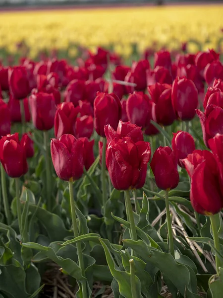 Eine Vertikale Aufnahme Schöner Roter Tulpen Auf Einem Feld — Stockfoto