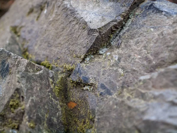 Detailní Záběr Kamenné Textury Pokryté Mechem — Stock fotografie