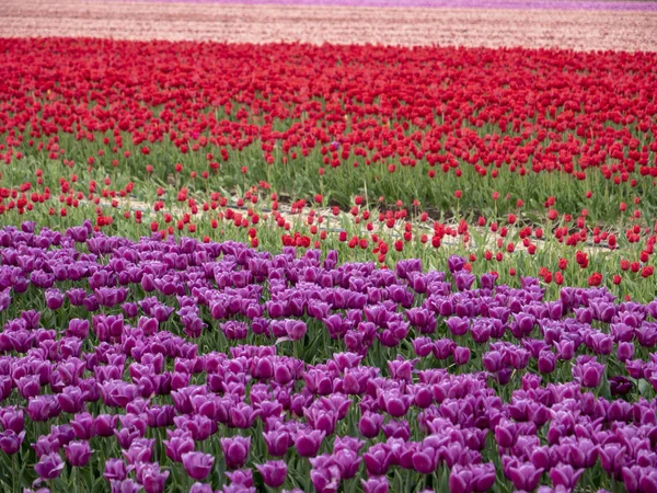 Vertical Shot Colorful Tulips Big Garden — Stock Photo, Image