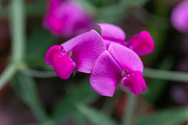Fialové Květy Rozmazaným Pozadím — Stock fotografie