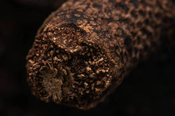 Макросъемка Растения Тёмном Фоне — стоковое фото