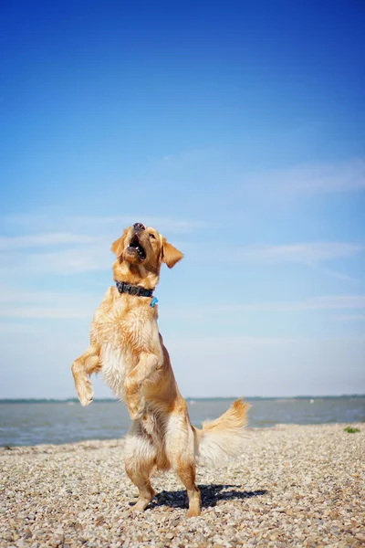 Uroczy Wesoły Pies Golden Retriever Bawiący Się Plaży Słoneczny Dzień — Zdjęcie stockowe
