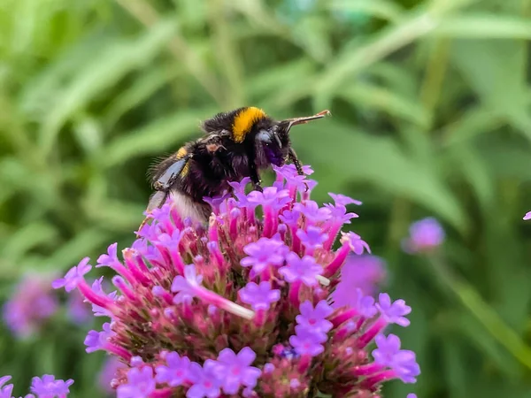 Makroaufnahme Einer Biene Die Auf Den Rosa Blütenblättern Der Blume — Stockfoto