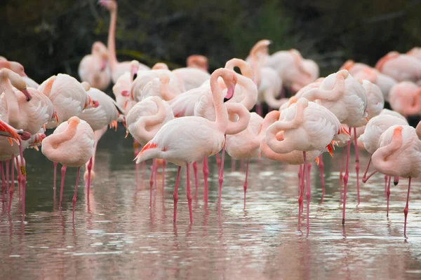 Eine Auswahl Rosafarbener Flamingos Einem Teich Camarque Frankreich — Stockfoto