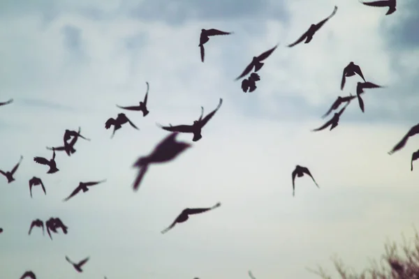 Vacker Natur Ett Landskap Med Flykt Kråkor Flyger Himlen — Stockfoto