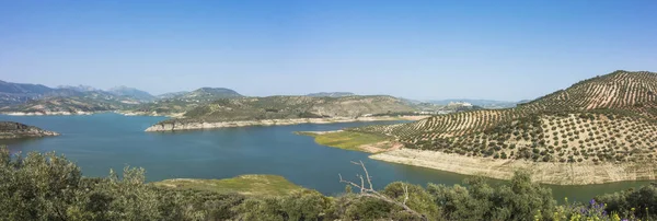 Lac Iznajar Entouré Oliveraies Pinèdes Province Cordoue Andalousie Espagne — Photo